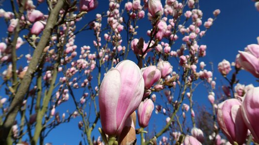 Spring magnolia magnolia tree