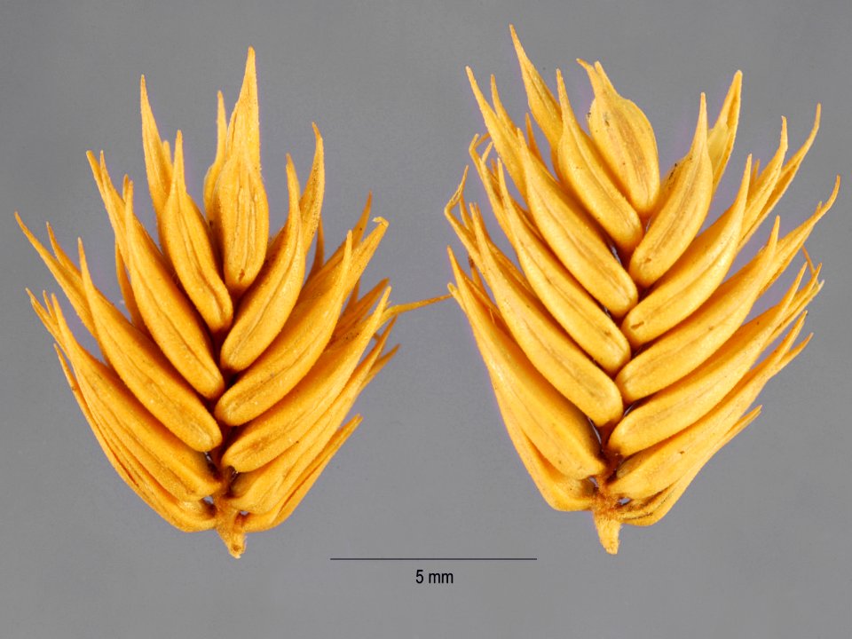 Eremopyrum triticeum NRCS-2