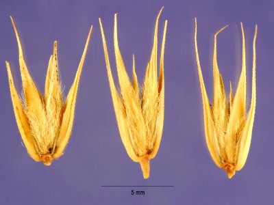 Eremopyrum orientale NRCS-1