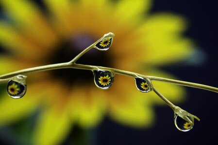 Purity leaf drop of water