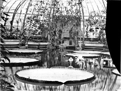 ErfgoedLeiden LEI001014796 Kas met Victoria Regia in de Hortus Botanicus photo