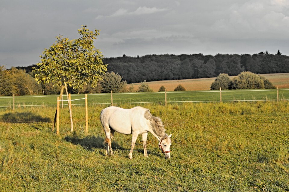 Mold white horse wind