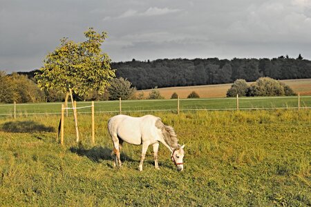 Mold white horse wind photo