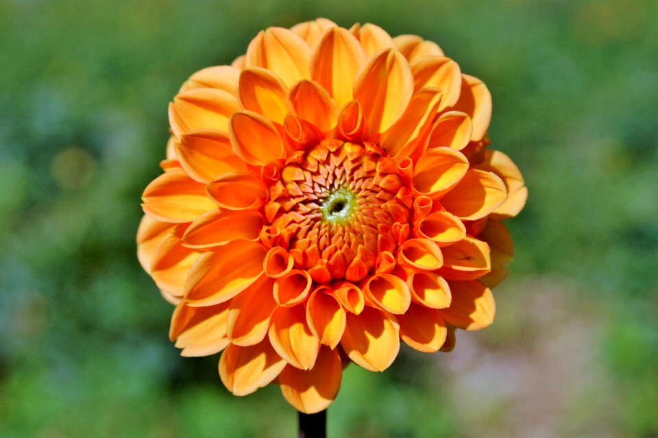 Dahlia garden garden plant blossom