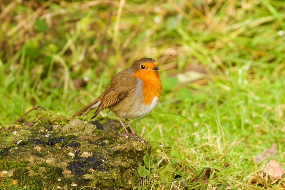Outdoors animal robin