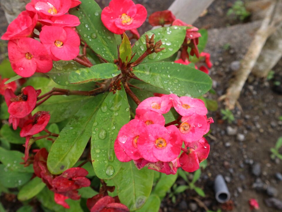 Red green waterdrop
