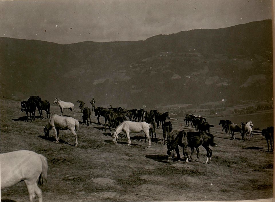 Erholungsbedürftige Pferde auf der Weide. (21-6.1917.) (BildID 15799461)