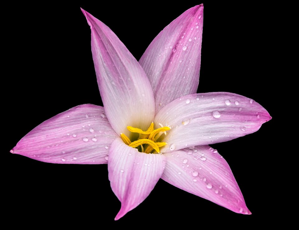 Plant floral petal