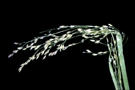 Glyceria striata NRCS-1
