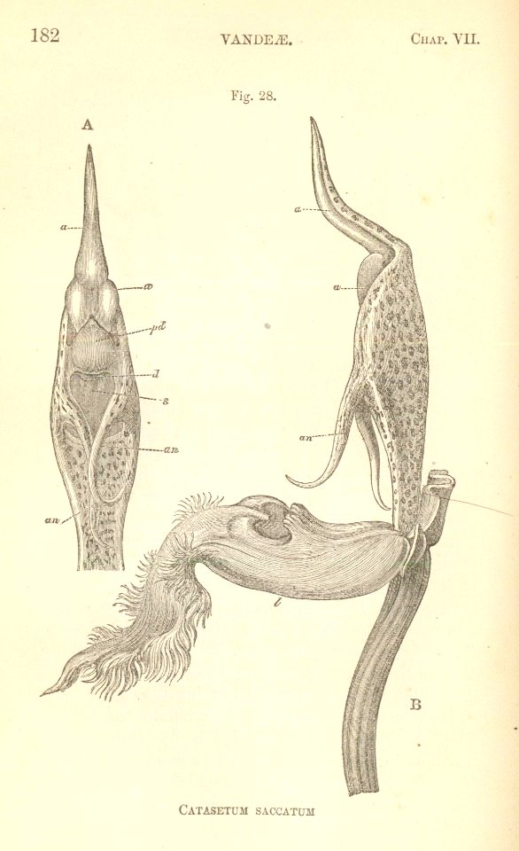 Fertilisation of Orchids figure 28