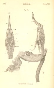 Fertilisation of Orchids figure 28