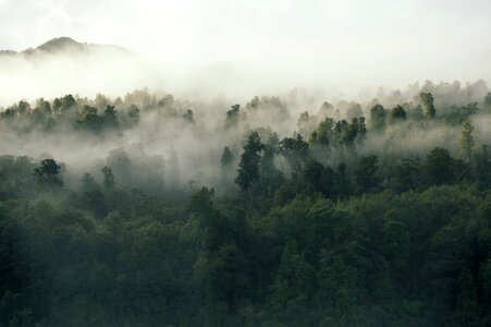 Nature forest fog photo