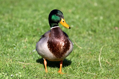 Poultry water bird nature