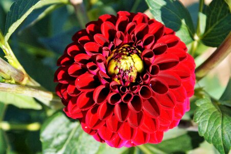 Dahlia garden garden plant blossom photo