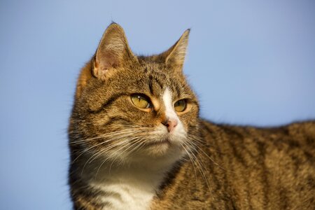 Cat mammal portrait photo