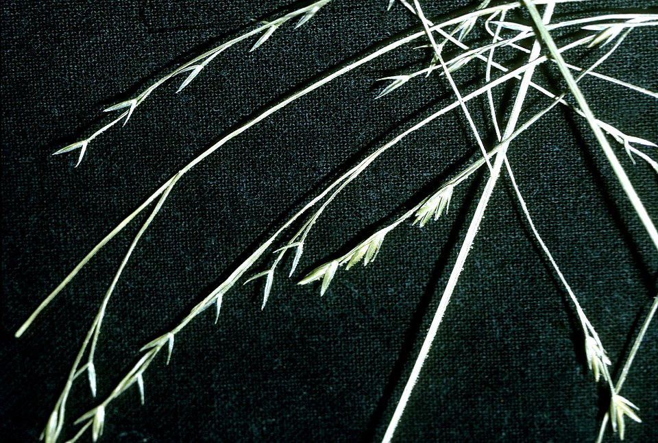 Festuca subverticillata NRCS-1