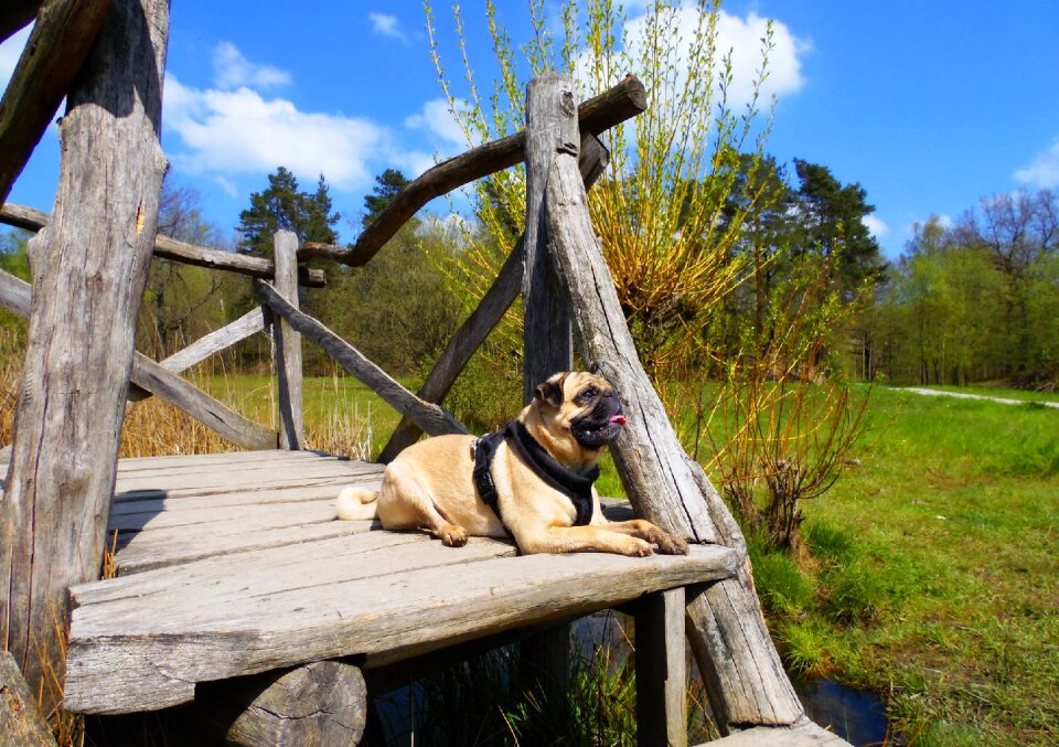 Purebred dog pet animal