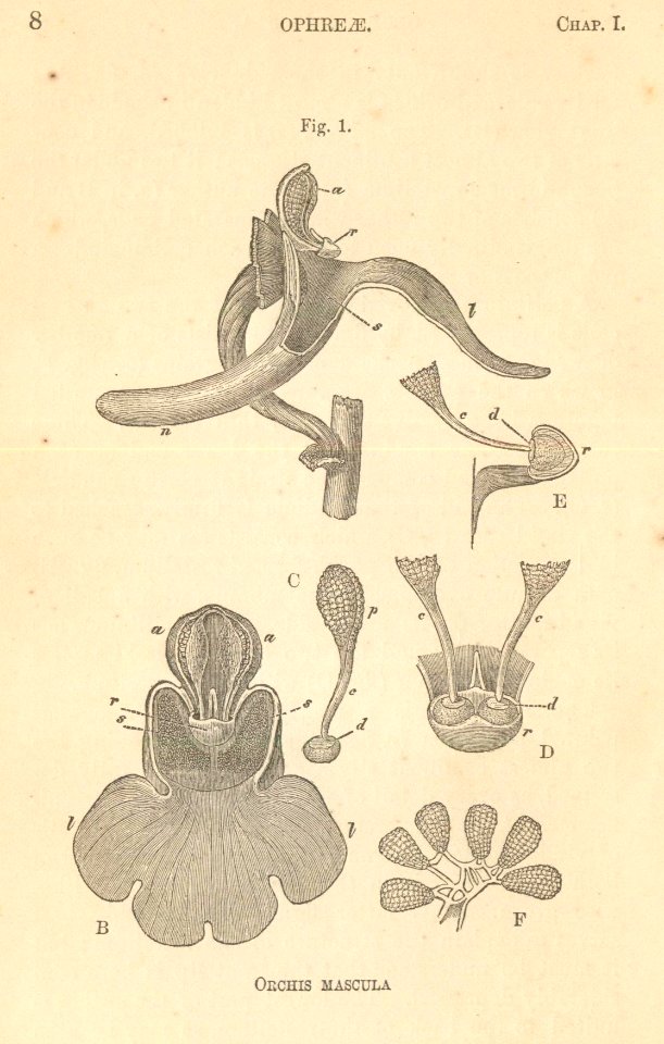 Fertilisation of Orchids figure 1