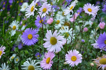 Bouquet pink colors white