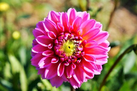 Dahlia garden garden plant blossom