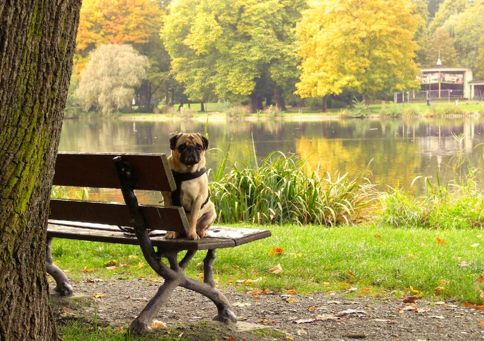 Purebred dog pet animal