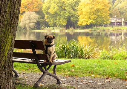 Purebred dog pet animal