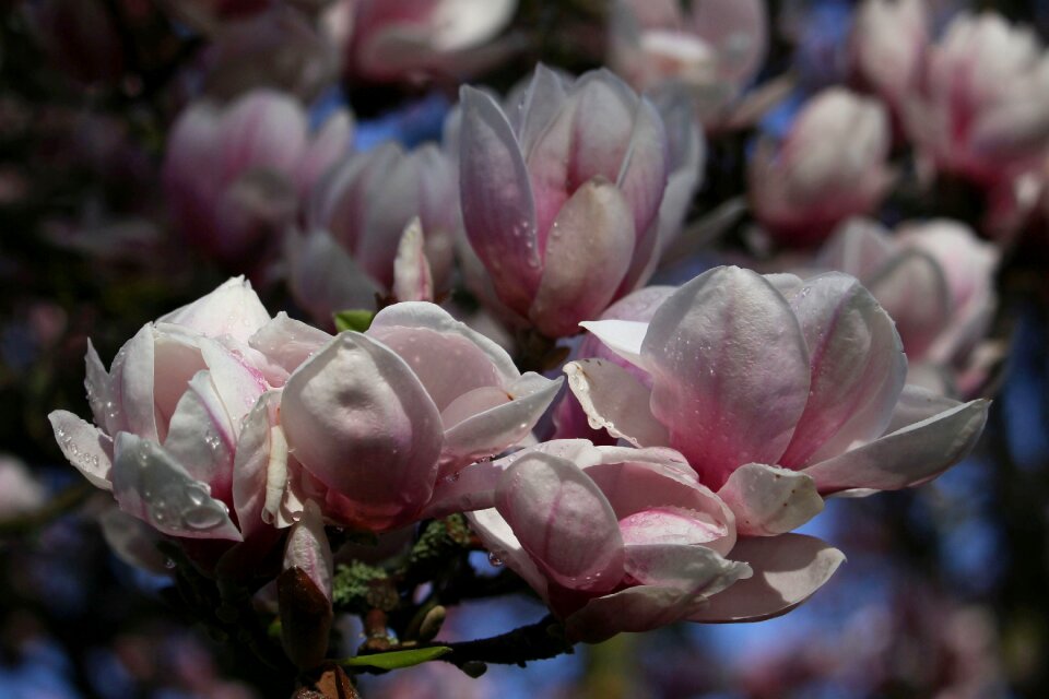 Plant spring nature
