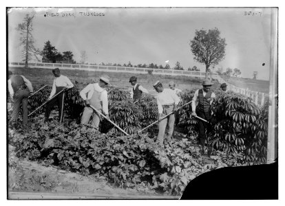 Field work, Tuskegee LCCN2014700309