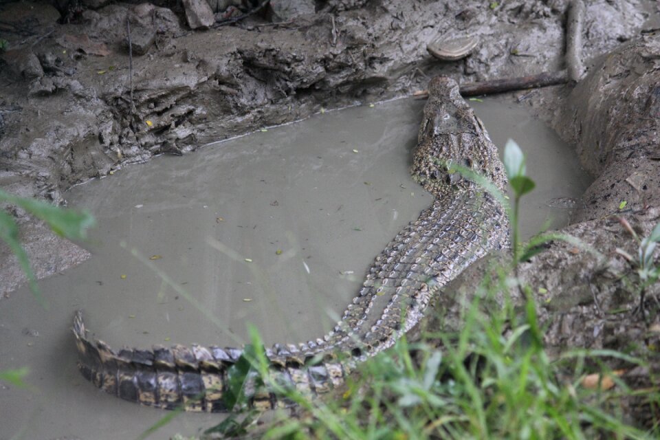 Sundarbans kolkata story tours