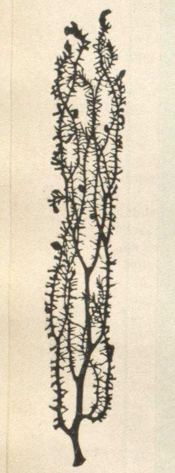 Fidus Bruno Wille Wacholderbaum