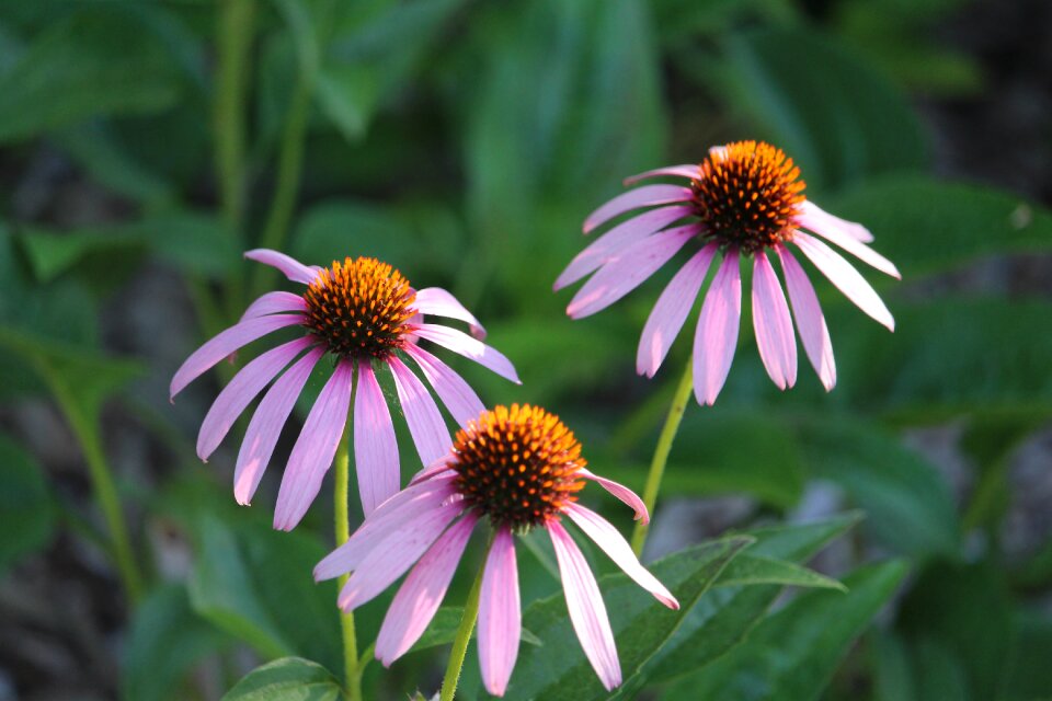 Nature daisy floral
