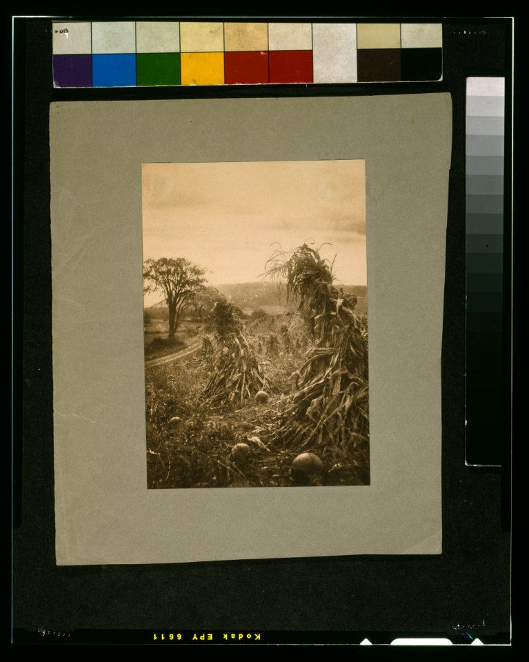 Field with cornstalks twisted into bunches and pumpkins LCCN2004675085