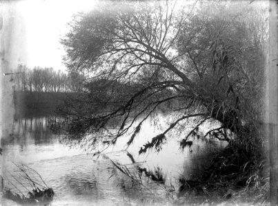 Gran arbre a la riba d'un riu (AFCEC RIBASV C 2613)