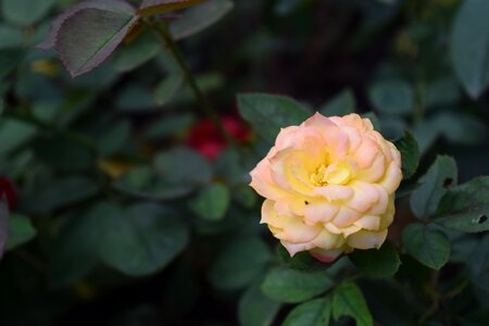 Rose gold tao dan nature artificial photo
