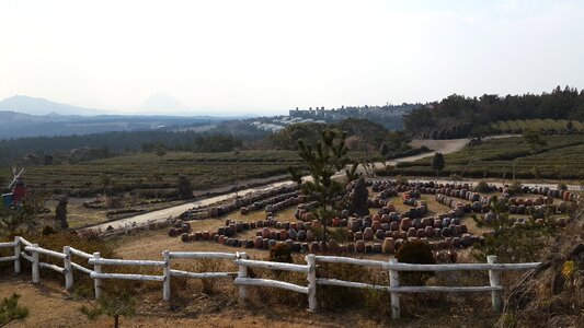 Jeju island tea park