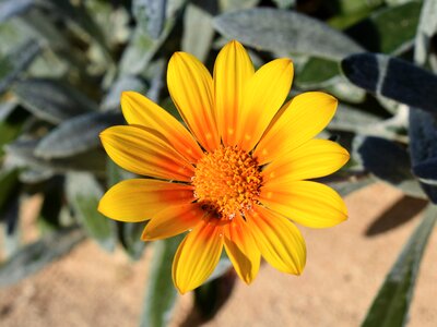 Nature flora november