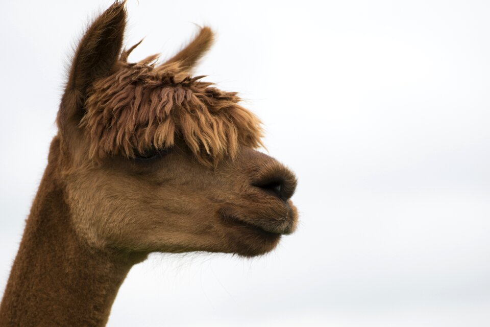 Animal portrait head close up