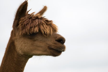 Animal portrait head close up