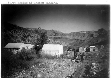 Grand Canyon)- Burro trains at Indian Gardens LCCN2002715958