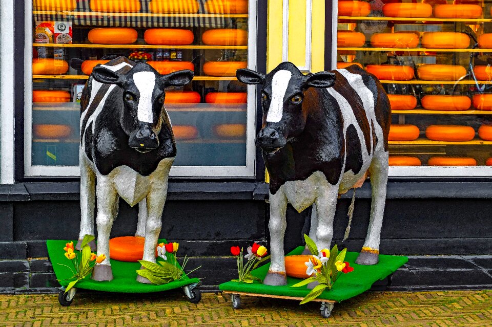 Gouda plastic cow food