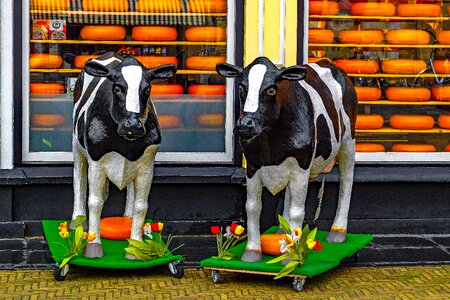 Gouda plastic cow food