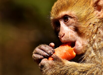 Animal wild animal zoo