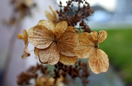 Closeup season at the court of