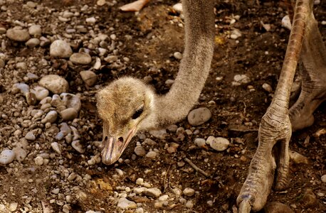 Poultry feather young animal photo