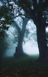 Plant nature outdoor