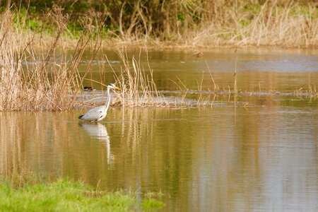 Bird lake heron photo
