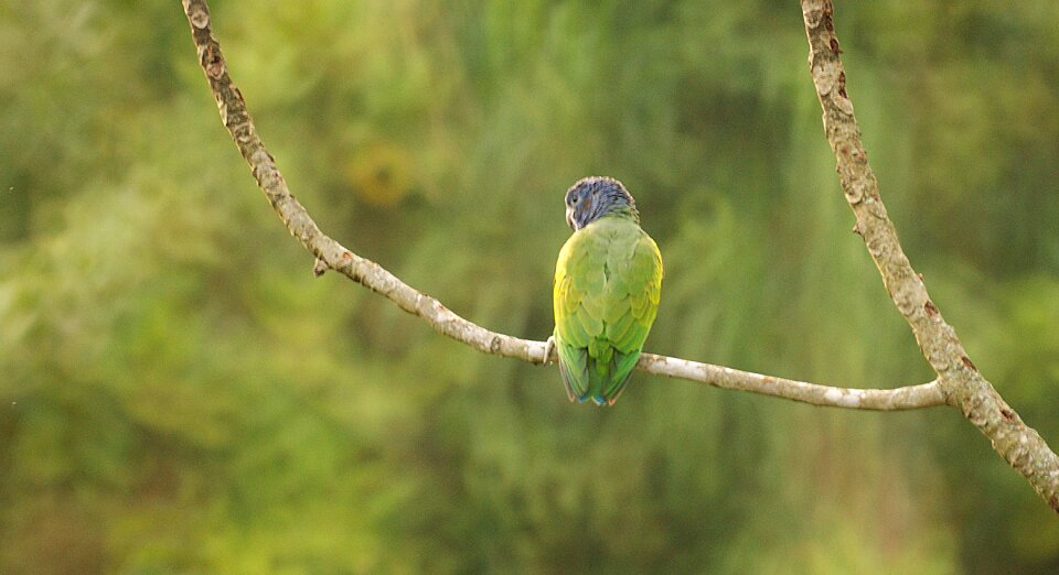 Parrot bird watching indian photo