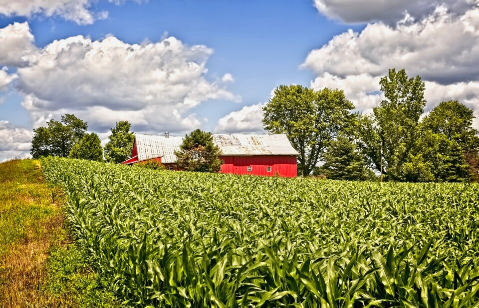 Corn cornfield ohio