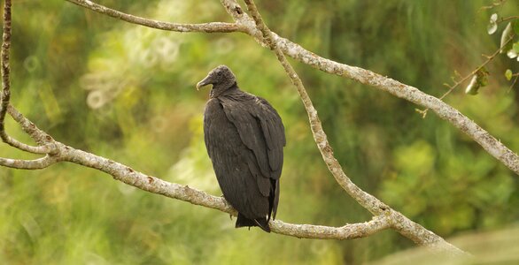 Gallinazo vulture quindio photo
