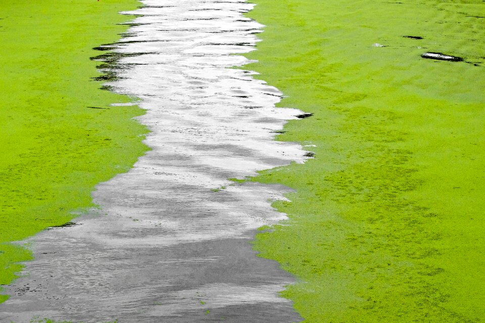 Alga nature outdoor